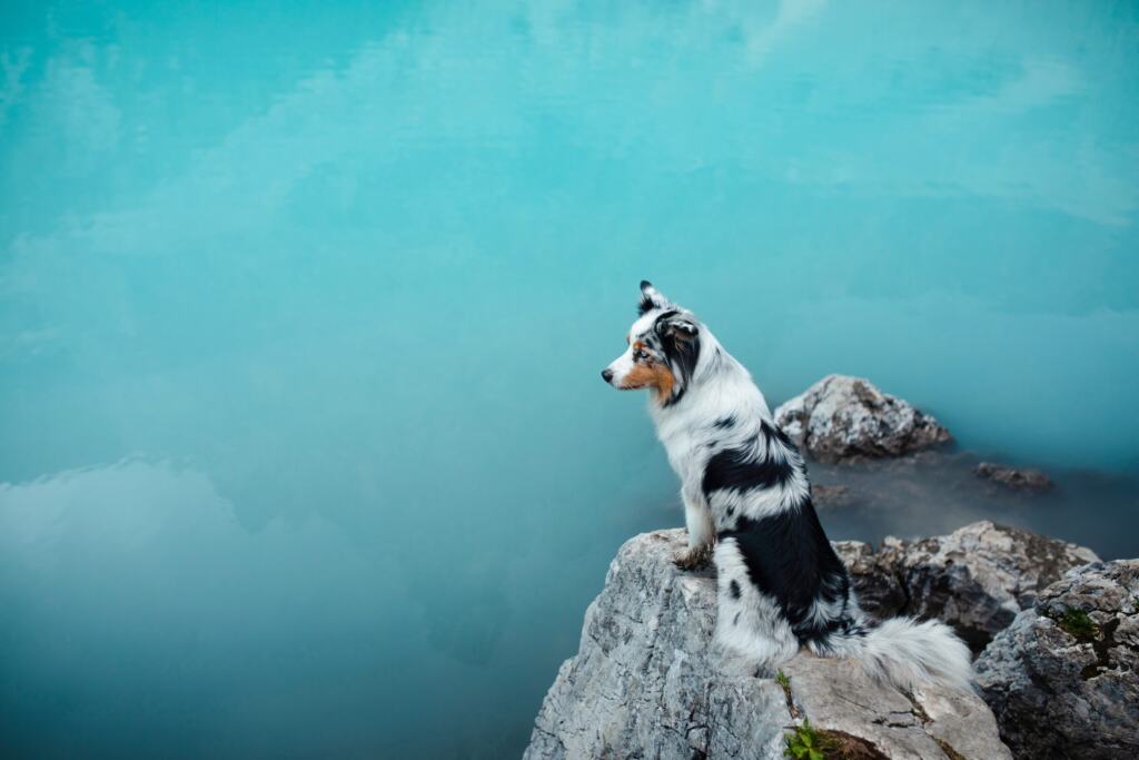 Australian Shepherd steht auf einem Felsen vor einem türkisfarbenen Bergsee