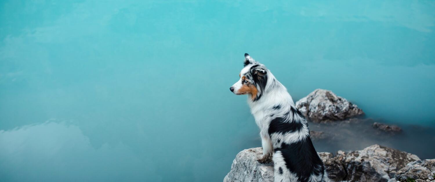 Australian Shepherd steht auf einem Felsen vor einem türkisfarbenen Bergsee