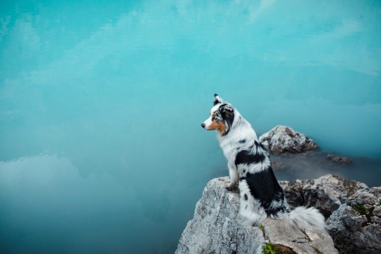 Australian Shepherd steht auf einem Felsen vor einem türkisfarbenen Bergsee