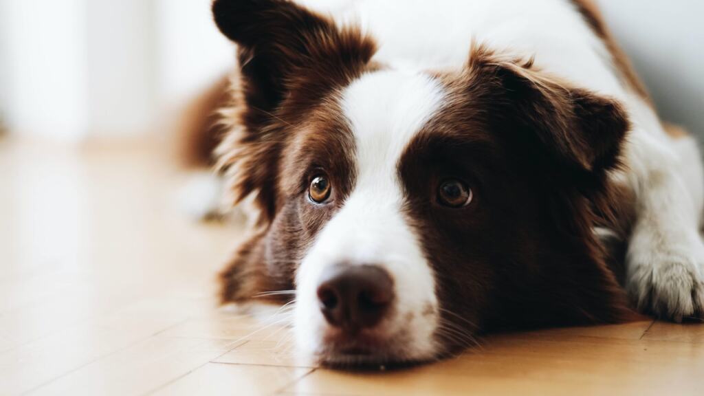 Border Collie liegt entspannt auf dem Boden und beobachtet aufmerksam den Raum