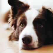 Border Collie liegt entspannt auf dem Boden und beobachtet aufmerksam den Raum