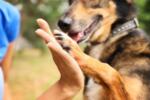 Schäferhund-Mischling legt seine Pfote in die geöffnete Hand eines Menschen