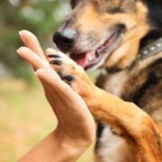 Schäferhund-Mischling legt seine Pfote in die geöffnete Hand eines Menschen