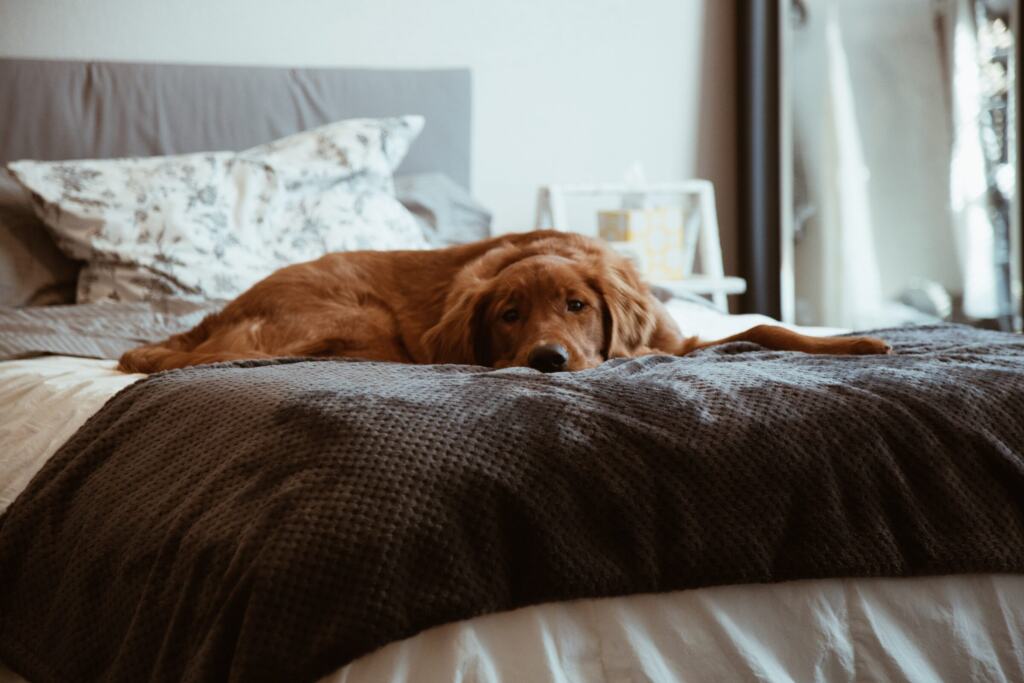 Golden Retriever schläft zusammengerollt auf einer Bettdecke in einem hellen Schlafzimmer
