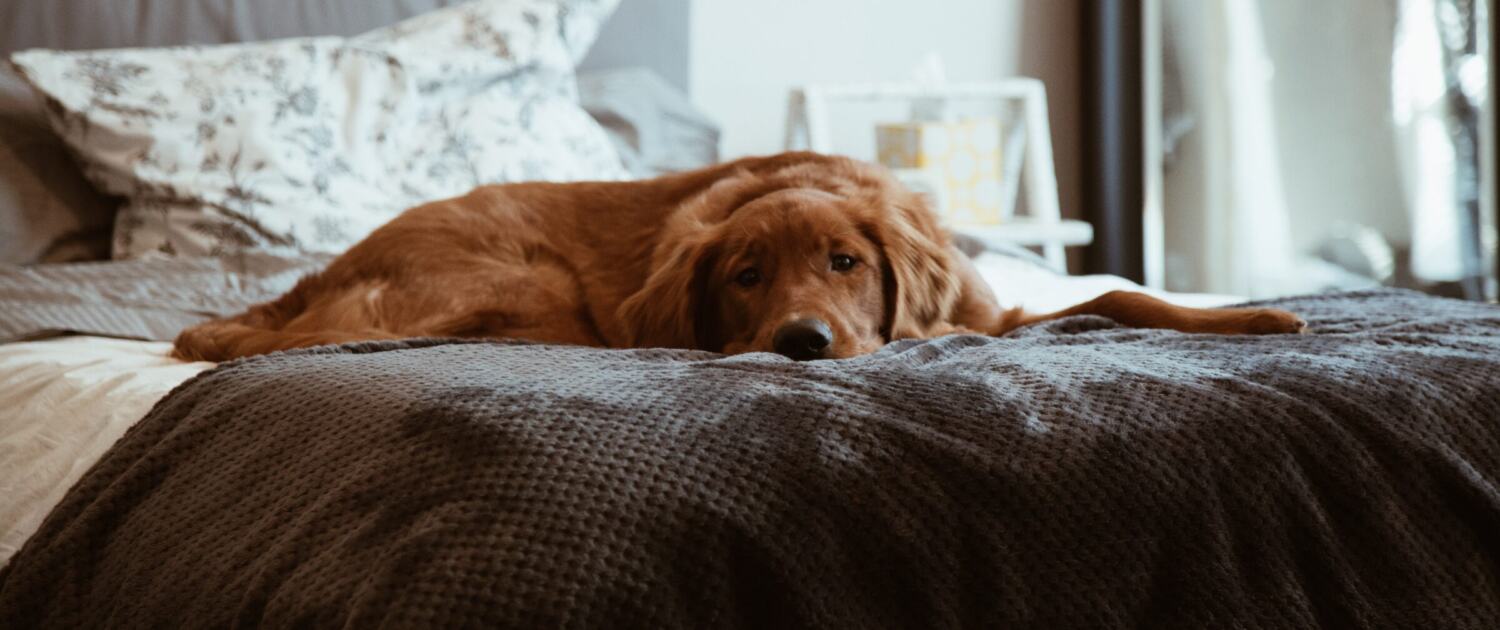 Golden Retriever schläft zusammengerollt auf einer Bettdecke in einem hellen Schlafzimmer
