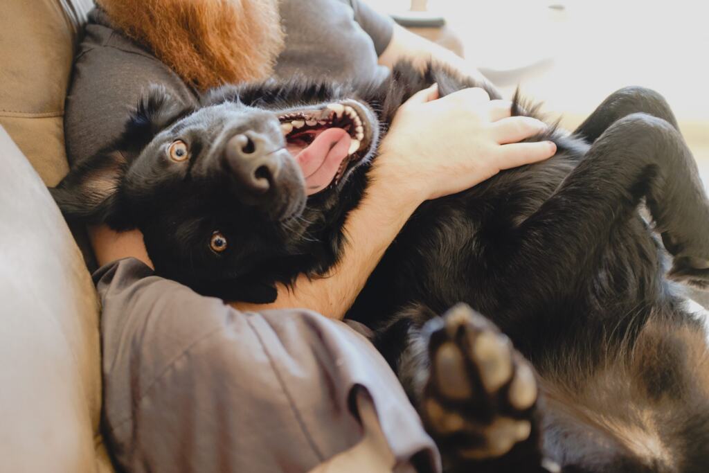 Schwarzer Hund liegt auf dem Rücken auf einem Sofa und lässt sich am Bauch kraulen