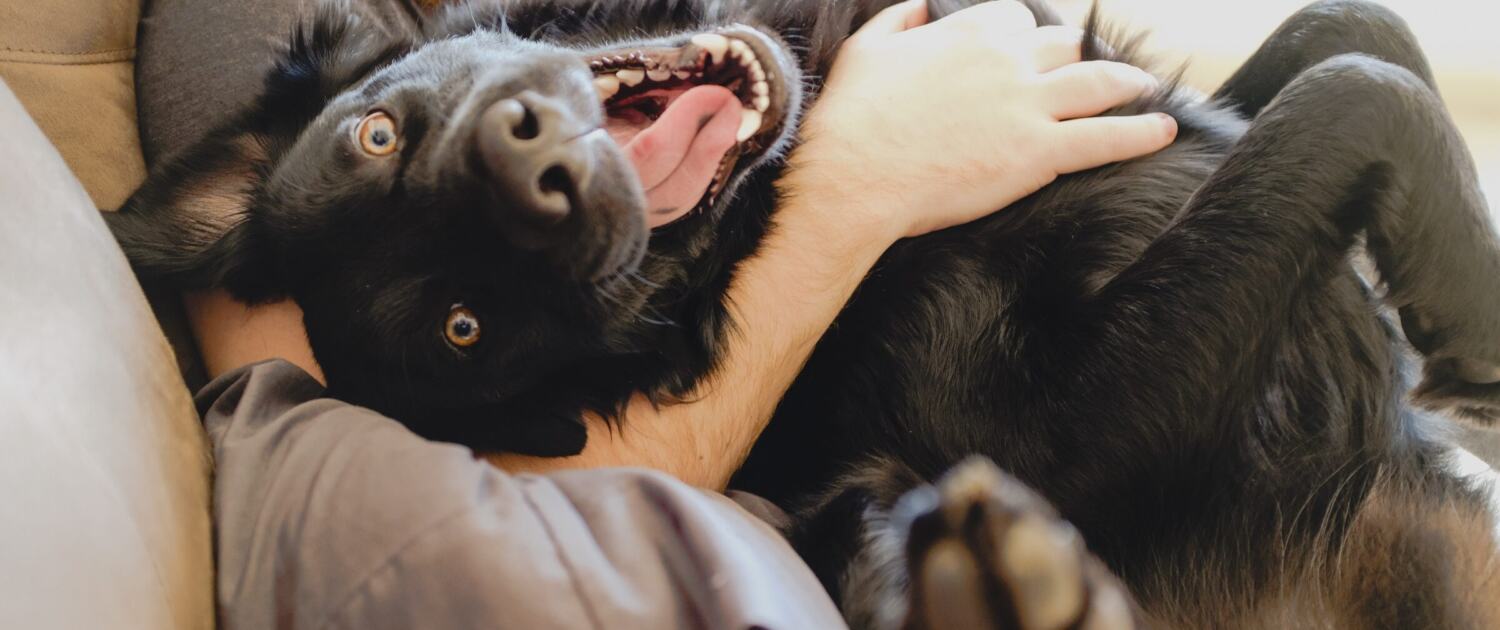 Schwarzer Hund liegt auf dem Rücken auf einem Sofa und lässt sich am Bauch kraulen