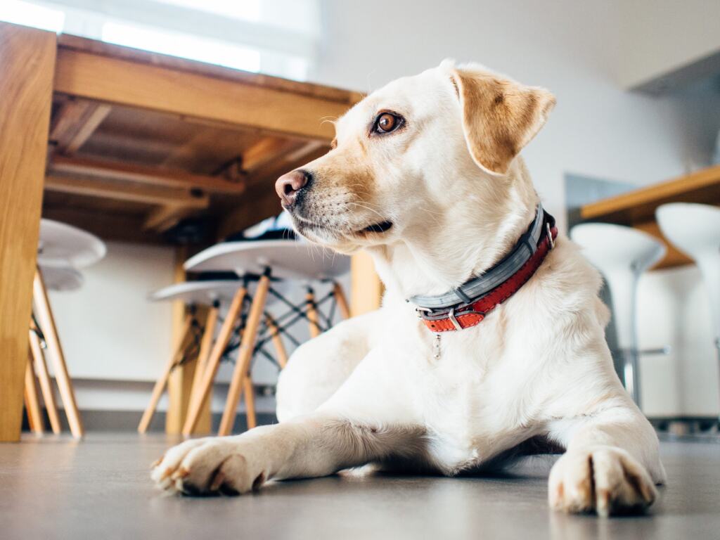 Gelber Labrador liegt ruhig unter einem Tisch in einem hellen Raum und schaut aufmerksam zur Seite