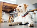 Gelber Labrador liegt ruhig unter einem Tisch in einem hellen Raum und schaut aufmerksam zur Seite