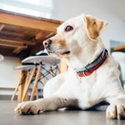 Gelber Labrador liegt ruhig unter einem Tisch in einem hellen Raum und schaut aufmerksam zur Seite