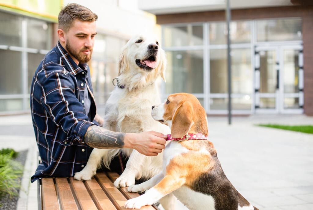 Hundetrainer sitzt auf einer Bank vor einem Gebäude und arbeitet mit einem Golden Retriever und einem Beagle